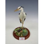 A Border Fine Arts figurine Reflections AO007