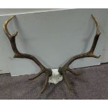 Pair of Antique Antlers