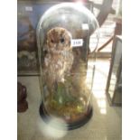 Early 20th Century taxidermy owl under glass dome on ebonised plinth