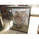 Early 20th Century taxidermy bird of prey in a glazed case