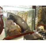 Taxidermy badger devouring a mole with a squirrel on the lookout in a glazed case,