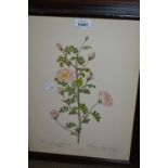 Group of eleven coloured botanical prints after Redoute