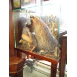 Taxidermy badger devouring a mole with a squirrel on the lookout in a glazed case,