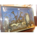 Taxidermy two barn owls, two mink and other animals housed in a glazed case,