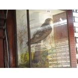 Taxidermy sparrow hawk perched on a branch in a glazed case,