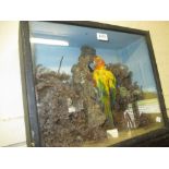 Late 19th / early 20th Century cased taxidermy specimen of a Sun Conure or Sun Parakeet