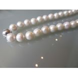 Large graduated cultured pearl necklace with silver clasp