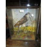 Taxidermy sparrow hawk perched on a branch in a glazed case,