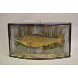 Preserved and mounted trout in a bow glazed case by Cooper and Sons, inscribed ' Taken by A.W.