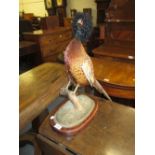 Preserved and mounted pheasant on a wooden plinth base