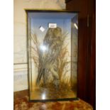 Taxidermy: early 20th Century preserved and mounted Tawny owl, in a three glass case,