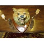 Fox head wall trophy together with two paw trophies