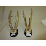 Two pairs of mounted deer antlers on oak plaques