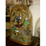 19th Century taxidermy display of multiple exotic birds housed under a glass dome