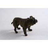 A CONTINENTAL COLD-PAINTED BRONZE FIGURE OF A BULLDOG 4.5"  (11.5 cms) long