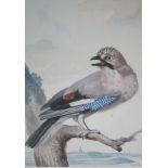 ABRAHAM VAN MEERTENS (1757-1823) A EURASIAN JAY ON A BRANCH Inscribed Vlaamse gaai [Eurasian Jay]