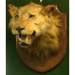 TAXIDERMY: AN AFRICAN LIONESS HEAD (panthera leo), mounted on an oak shield gilt inscribed BAHR-EL-