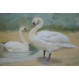 HENRY STACY MARKS, RA, RWS (1829-1898) TWO SWANS Signed with initials, watercolour 15.5 x 22.5cm. ++