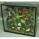 TAXIDERMY: A LARGE GLAZED DISPLAY CASE OF EXOTIC BIRDS to include parakeets, kingfishers and