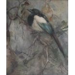 •ANNA DIXON (1873-1959) MAGPIE ON A BRANCH Signed, watercolour 32.5 x 27cm. ++ Needs a light