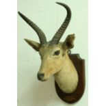 TAXIDERMY: REEDBUCK (Redunca Arindinum) head and shoulders on an oak shield inscribed BAHR-EL-