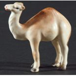 DERBY DROMEDARY CAMEL, Stevenson and Hancock period, later 19th century, modelled standing, length