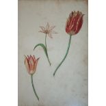 FRENCH SCHOOL, Circa 1700 A SHEET OF STUDIES OF THREE TULIPS Watercolour and bodycolour 35.5 x 23.