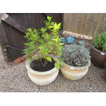 Pair of circular stone planters with contents