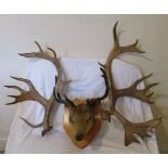 Stags head and set of antlers