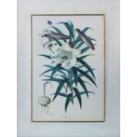 20TH CENTURY SCHOOL, 'Lilium Brown' and 'Lilium Speciosum', prints, a pair, 38cm x 26cm each,