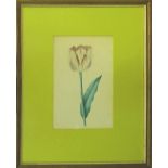 19TH/20TH CENTURY SCHOOL, 'Studies of Flowers', watercolours, a set of five, various sizes, framed.