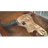 SKULL, of a horned animal ornately carved, 55cm across.