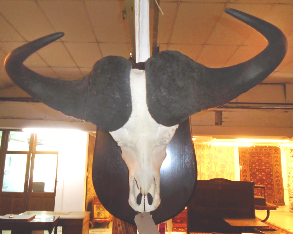 CAPE BUFFALO SKULL, from Botswana, mounted on a dark wood shield,(rare) 71cm H x 95cm W.
