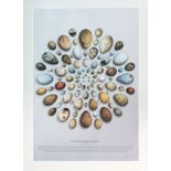 'BRITISH BIRDS EGG COLLECTION', limited edition [1/100] lithograph by Tony Ladd,