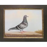 EDWARD HENRY WINDRED, 'Bournemouth Boy - Pigeon Portrait', oil on canvas, 34cm x 44cm, monogrammed,