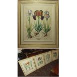 A QUARTET OF BOTANICAL PRINTS, polychrome renditions of breeds of Iris, Tulip and Leucerne,