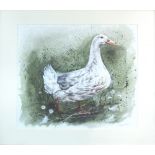 ALEX CLARK, 'Duck with Daises', print, 86/500, 38cm x 38cm, signed lower right in pencil and framed.