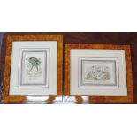 FAUNA STUDIES, a pair of prints, 10cm x 15cm, framed and glazed.