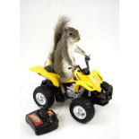 NOVELTY TAXIDERMY, a squirrel riding a quad bike, 35cm H x 20cm W x 30cm D.