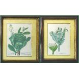 SERIES OF SIX LITHOGRAPHS, depicting different types of cabbages,