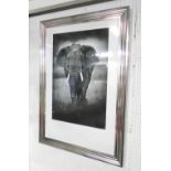 PHOTGRAPH, of an elephant in black and white, framed and glazed, 136cm x 94cm.