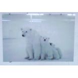 PICTURE, of polar bear with cubs on tempered glass, 80cm x 120cm.