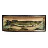 EDWARDIAN CASED MODEL PIKE EARLY 20TH CENTURY the life size model mounted in a bowfront glazed
