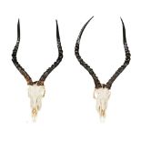 TAXIDERMY - PAIR OF AFRICAN IMPALA ANTELOPE SKULLS (AEPYCEROS MELAMPUS) each bleached skull with