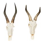 TAXIDERMY - PAIR OF AFRICAN BLESBOK ANTELOPE SKULLS (DAMALISCUS PYGARGUS PHILLIPSI) each bleached