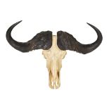 TAXIDERMY - PAIR OF AFRICAN CAPE BUFFALO SKULLS (SYNCERUS CAFFER) each bleached skull with horns (2)