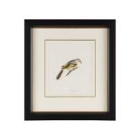 THREE ANGLO-INDIAN COMPANY SCHOOL PAINTINGS OF BIRDS EARLY 19TH CENTURY watercolours on paper,