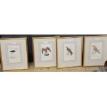 A set of four ornithological prints, Buzzard, Two Barred Crossbill, Kestrel and Stilt, late 19th