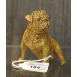 A cold painted bronze of a seated boxer dog, in the style of Franz Bergman 8.5cm high