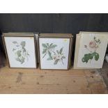 A set of twelve floral prints and a set of four other prints